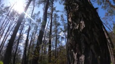 Gün boyunca çam ağaçlarıyla ormanda ağır çekimde yürümek.