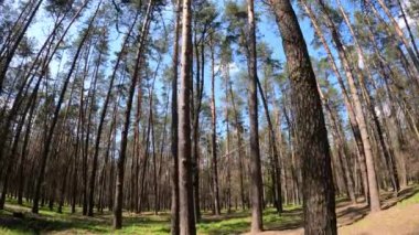 Gün boyunca çam ağaçlarıyla ormanda ağır çekimde yürümek.
