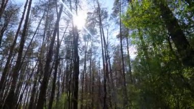 Gün boyunca çam ağaçlarıyla ormanda ağır çekimde yürümek.