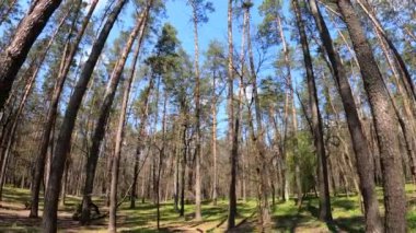 Gün boyunca çam ağaçlarıyla ormanda ağır çekimde yürümek.