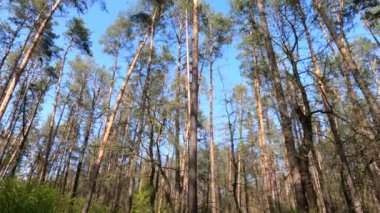Gün boyunca çam ağaçlarıyla ormanda ağır çekimde yürümek.