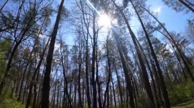 Gün boyunca çam ağaçlarıyla ormanda ağır çekimde yürümek.