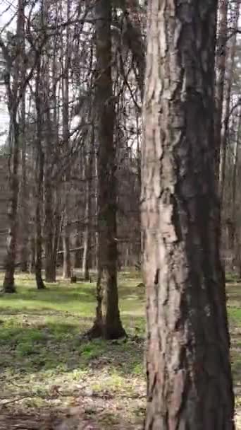 Orman manzarasının dikey görüntüsü. — Stok video