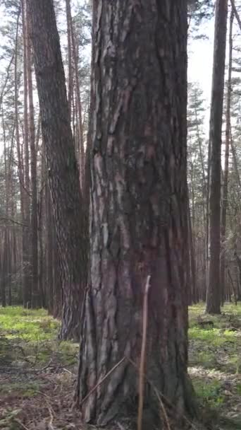 Вертикальное видео красивого лесного пейзажа с воздуха — стоковое видео