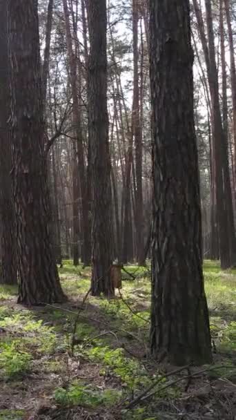 Вертикальное видео красивого лесного пейзажа с воздуха — стоковое видео