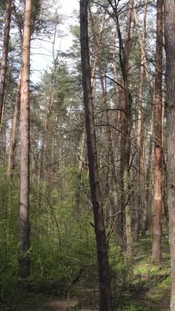 Vertikales Video der schönen Waldlandschaft Luftaufnahme — Stockvideo