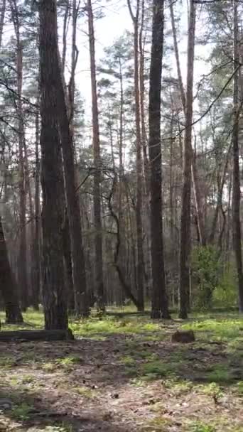 วิดีโอแนวตั้งของภูมิทัศน์ป่าที่สวยงามภาพทางอากาศ — วีดีโอสต็อก