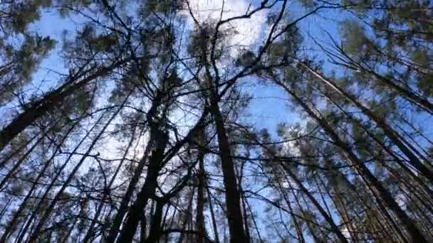 Caminhando pela floresta com pinheiros durante o dia POV, câmera lenta — Vídeo de Stock