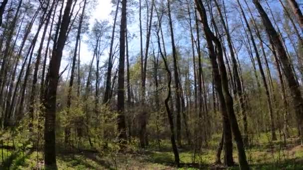 Περπατώντας μέσα στο δάσος με πεύκα κατά τη διάρκεια της ημέρας POV, αργή κίνηση — Αρχείο Βίντεο
