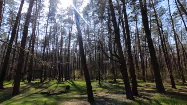Прогулянки по лісу з сосновими деревами протягом дня ПОВ, повільний рух — стокове відео