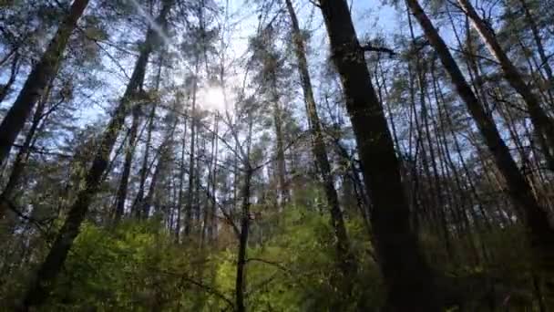 Wandelen door het bos met pijnbomen tijdens de dag POV, slow motion — Stockvideo