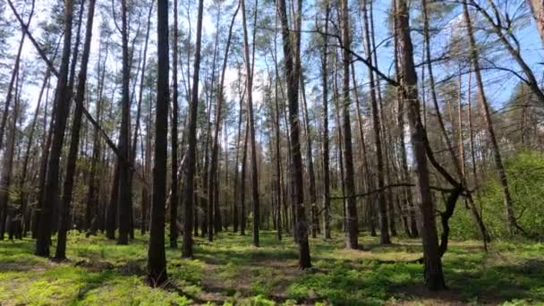 Caminando por el bosque con pinos durante el día POV, cámara lenta — Vídeo de stock