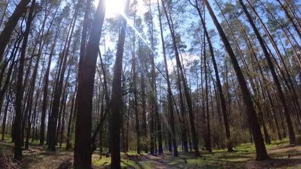 Caminando por el bosque con pinos durante el día POV, cámara lenta — Vídeos de Stock