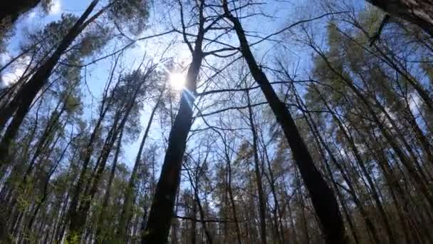 เดินผ่านป่าด้วยต้นสนในช่วงกลางวัน POV, การเคลื่อนไหวช้า — วีดีโอสต็อก