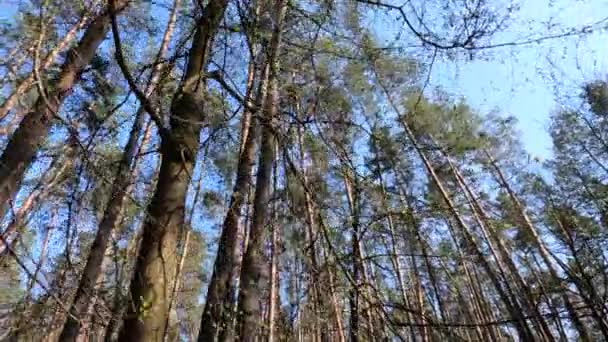 Caminando por el bosque con pinos durante el día POV, cámara lenta — Vídeo de stock