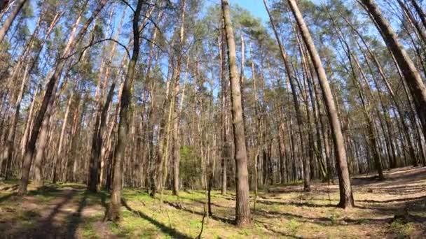 Гуляя днем по лесу с соснами, замедляйте движение — стоковое видео