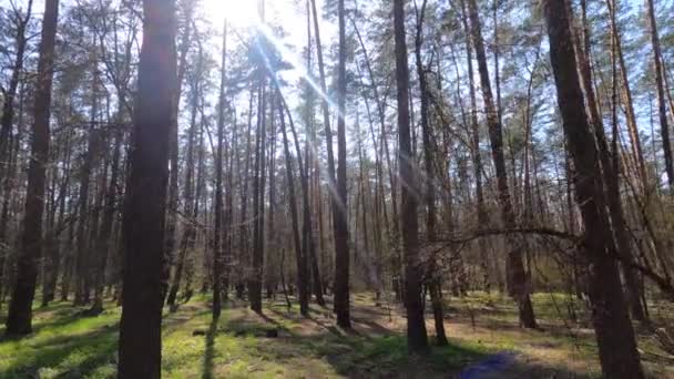 Caminando por el bosque con pinos durante el día POV, cámara lenta — Vídeos de Stock