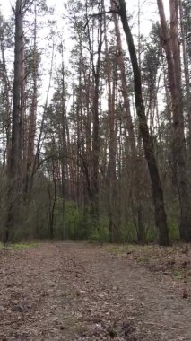 Ormandaki bir yolun dikey videosu