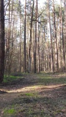 Ormandaki bir yolun dikey videosu