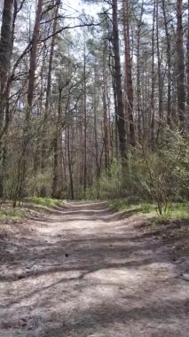 Ormandaki bir yolun dikey videosu