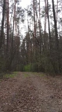 Ormandaki bir yolun dikey videosu