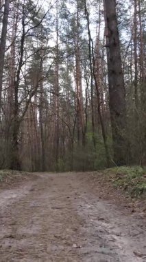 Ormandaki bir yolun dikey videosu