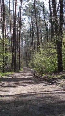 Ormandaki bir yolun dikey videosu