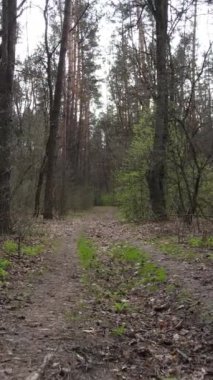 Ormandaki bir yolun dikey videosu