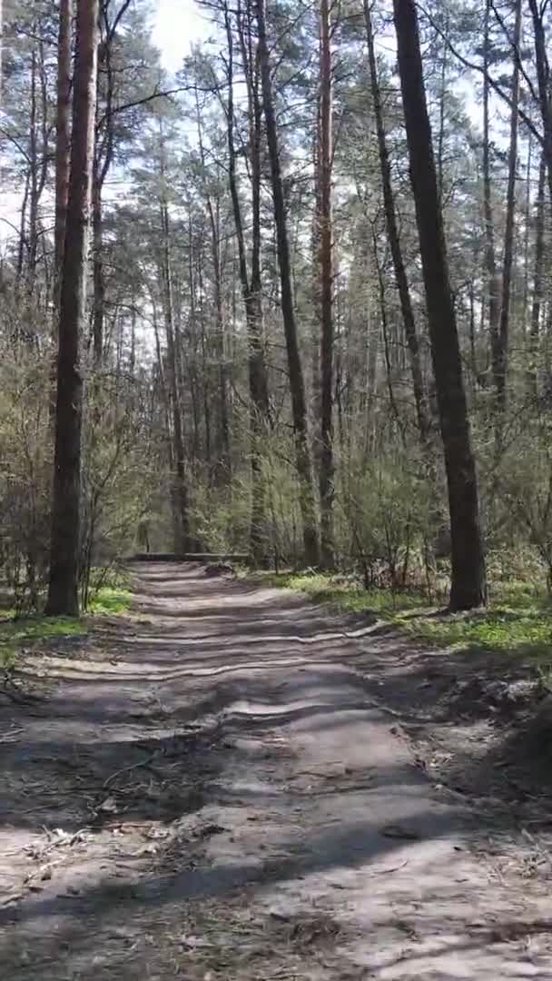 Vidéo verticale d'une route dans la forêt