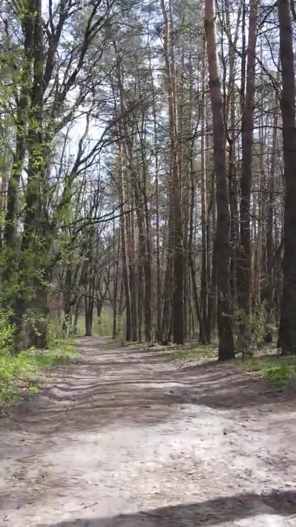 Vidéo verticale d'une route dans la forêt