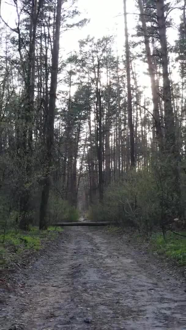 Vidéo verticale d'une route dans la forêt