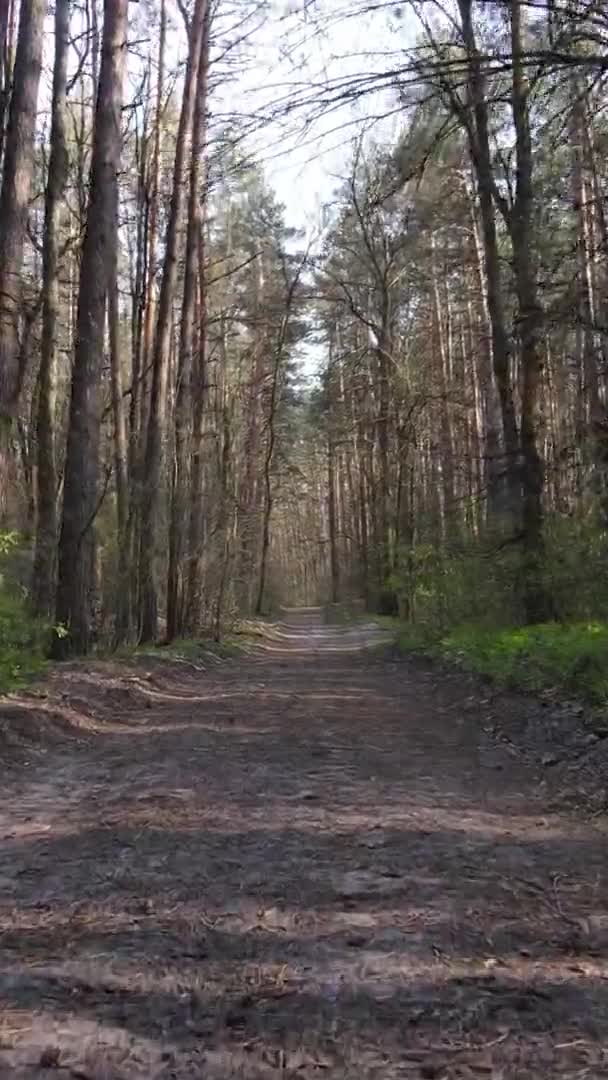 Vidéo verticale d'une route dans la forêt