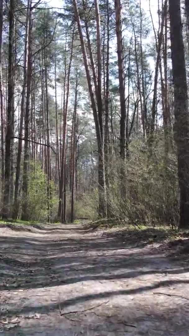 Vidéo verticale d'une route dans la forêt