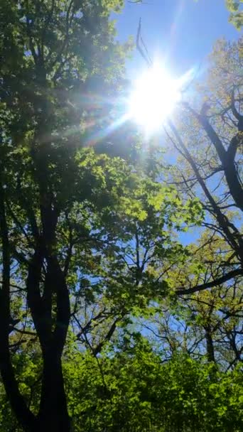 Függőleges videó az erdőről tavasszal — Stock videók