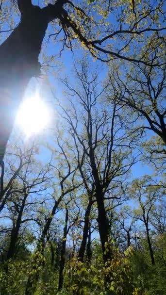 Vertikales Video des Waldes im Frühling — Stockvideo