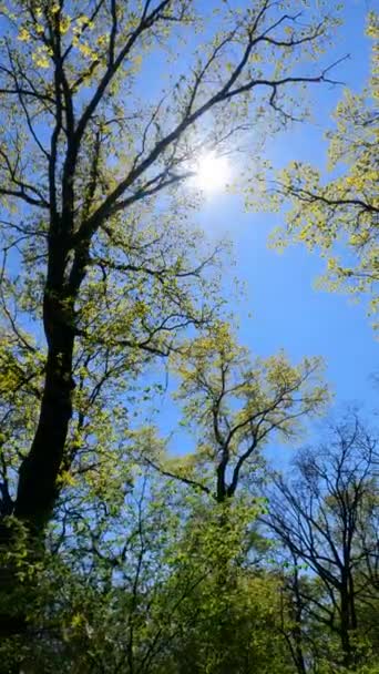 วิดีโอแนวตั้งของป่าในฤดูใบไม้ผลิ — วีดีโอสต็อก