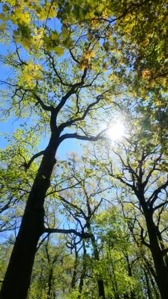 Vertical video of the forest in the spring — Stock Video