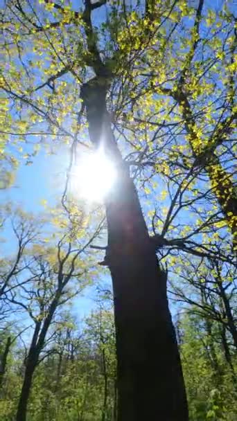 Vídeo vertical del bosque en primavera — Vídeos de Stock