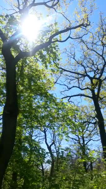 Vertikal video av skogen på våren — Stockvideo