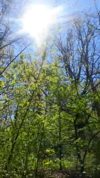 İlkbaharda ormanın dikey videosu — Stok video