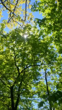 İlkbaharda ormanın dikey videosu