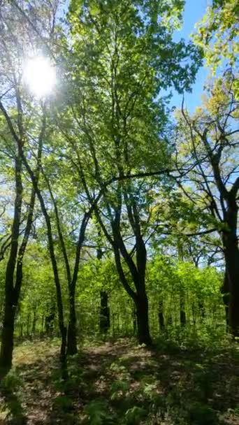 Vídeo vertical da floresta na primavera — Vídeo de Stock