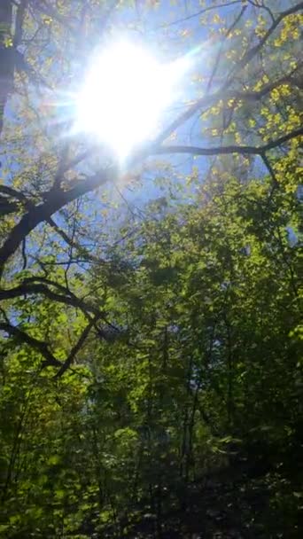 Κατακόρυφο βίντεο του δάσους την άνοιξη — Αρχείο Βίντεο