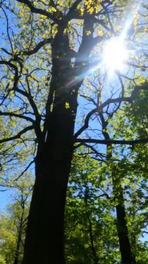 İlkbaharda ormanın dikey videosu