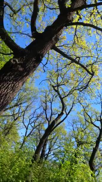 Vertikal video av skogen på våren — Stockvideo