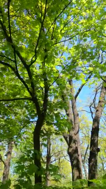봄의 숲에 관한 실제 영상 — 비디오