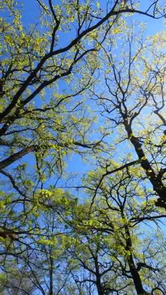 Vertikales Video des Waldes im Frühling — Stockvideo