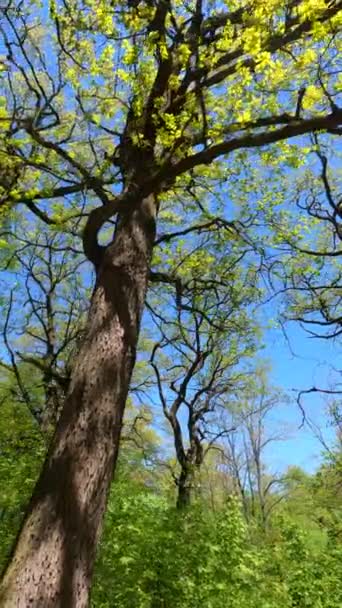Vertikální video lesa na jaře — Stock video