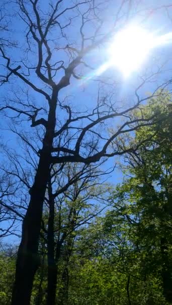 Vídeo vertical del bosque en primavera — Vídeos de Stock