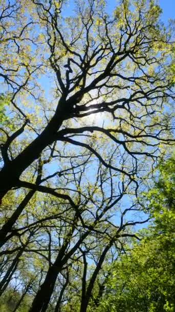 Verticale video van het bos in het voorjaar — Stockvideo